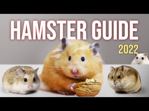 Watch BEFORE You Get a Hamster | Basic Hamster Guide 2022