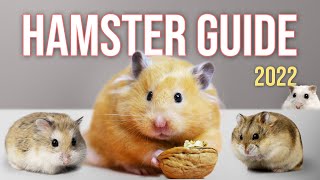 Watch BEFORE You Get a Hamster | Basic Hamster Guide 2022