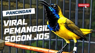 Download lagu PANCINGAN SOGON GACOR VIRAL | Dijamin Nyaut & Emosi #pancingansogon #sogongacor #sogon  mp3