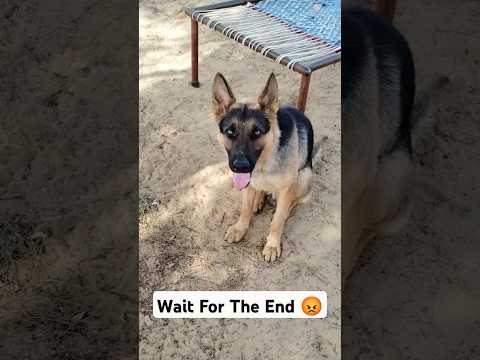 German Shepherd Dog Part 31 #shorts #germanshepherd #dog #youtubeshorts #showikg
