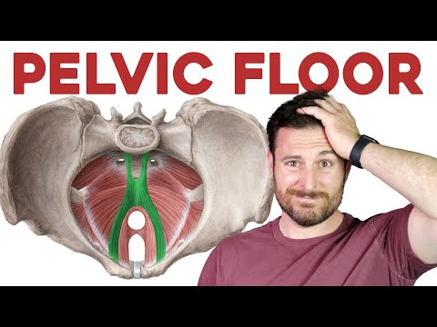 The Pelvic Floor Muscles, Explained | Corporis