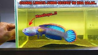 Download lagu How to Train Channa Limbata Fish to Be Aggressive || Care of Channa Limbata Fish from Fishing mp3 Download lagu How to Train Channa Limbata Fish to Be Aggressive || Care of Channa Limbata Fish from Fishing mp3