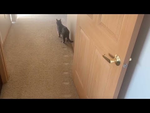 Cat Walks Same Path Everyday Leaving Paw Prints