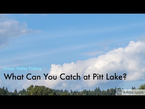What Can You Catch At Pitt Lake? A 1v1 Challenge