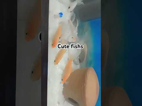 How to grow fish in home #remix #music #bassboosted #beats #bass #producergrind #freestylemus