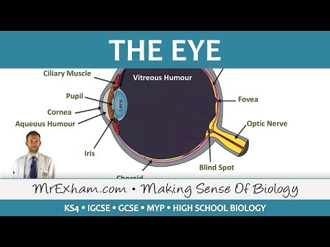 The Eye - GCSE Biology (9-1)