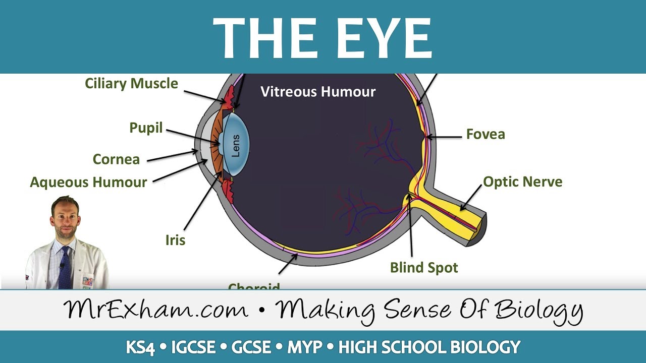 The Eye - GCSE Biology (9-1)