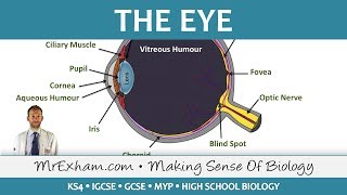The Eye - GCSE Biology (9-1)