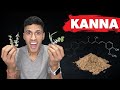 I Tried Kanna To Reset My Dopamine Levels Sceletium Tortuosum For Anxiety Stress Relief