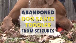 LittleVids ep 21: Adopted Dog Saves Baby's Life