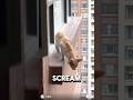 Saving A Cat From Jumping Off 30 Story Building Animalrescue Orangecat Wholesome