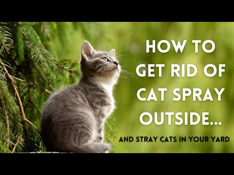 How To Get Rid Of Cat Spray Outside