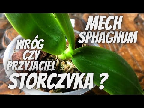 , title : 'Mech SPHAGNUM - jak go używać w uprawie storczyka? //Jak sadzić i podlewać storczyki w sphagnum?'