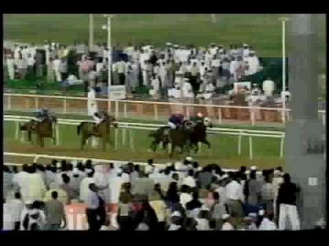 Nivour De Cardonne, Arabian Racing Stallion at Stud