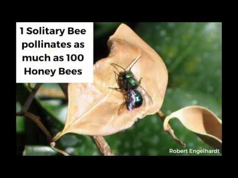 The Solitary Bee Project