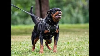 13 RaÇas De Cachorros Mas Perigosos Do Mundo