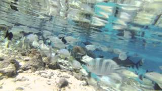 preview picture of video 'Staci & Oren's Bora Bora Vacation'