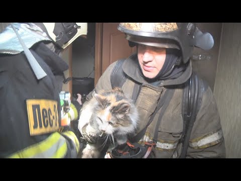 На пожаре огнеборцы спасли двух котов. Real video