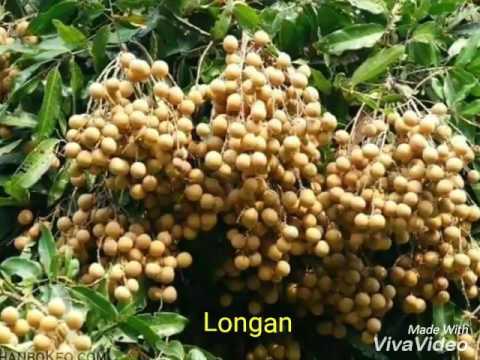 download lagu mp3 mp4 Tropical Fruit With White Flesh And Soft Spiny Skin, download lagu Tropical Fruit With White Flesh And Soft Spiny Skin gratis, unduh video klip Tropical Fruit With White Flesh And Soft Spiny Skin