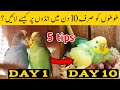 Austalian Parrots Breeding Tips In Urdu Budgies Breeding Progress Breeding Tips For Budgies