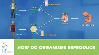 HOW DO ORGANISMS REPRODUCE