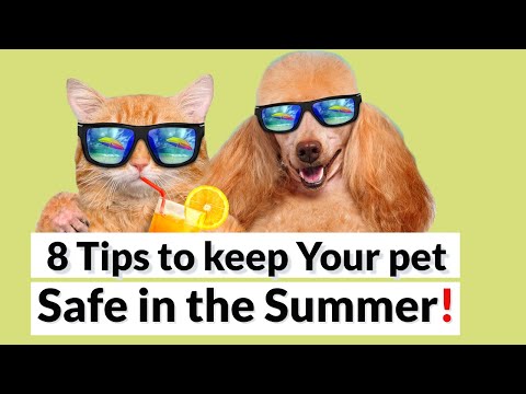 How to Keep Your Dogs and Cats Safe This Summer? (How To Treat Heat-Stroke?)
