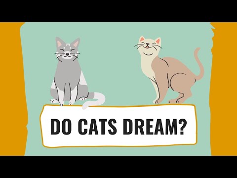 Do Cats Dream?