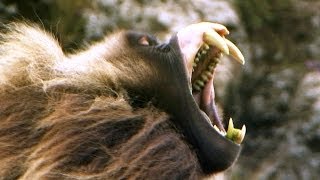 Fearsome Teeth of the Gelada Baboon | Deadly 60 | BBC Earth