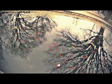 The Adventures of Rasta Bowwow - Episode 3014 - 01 05 2022