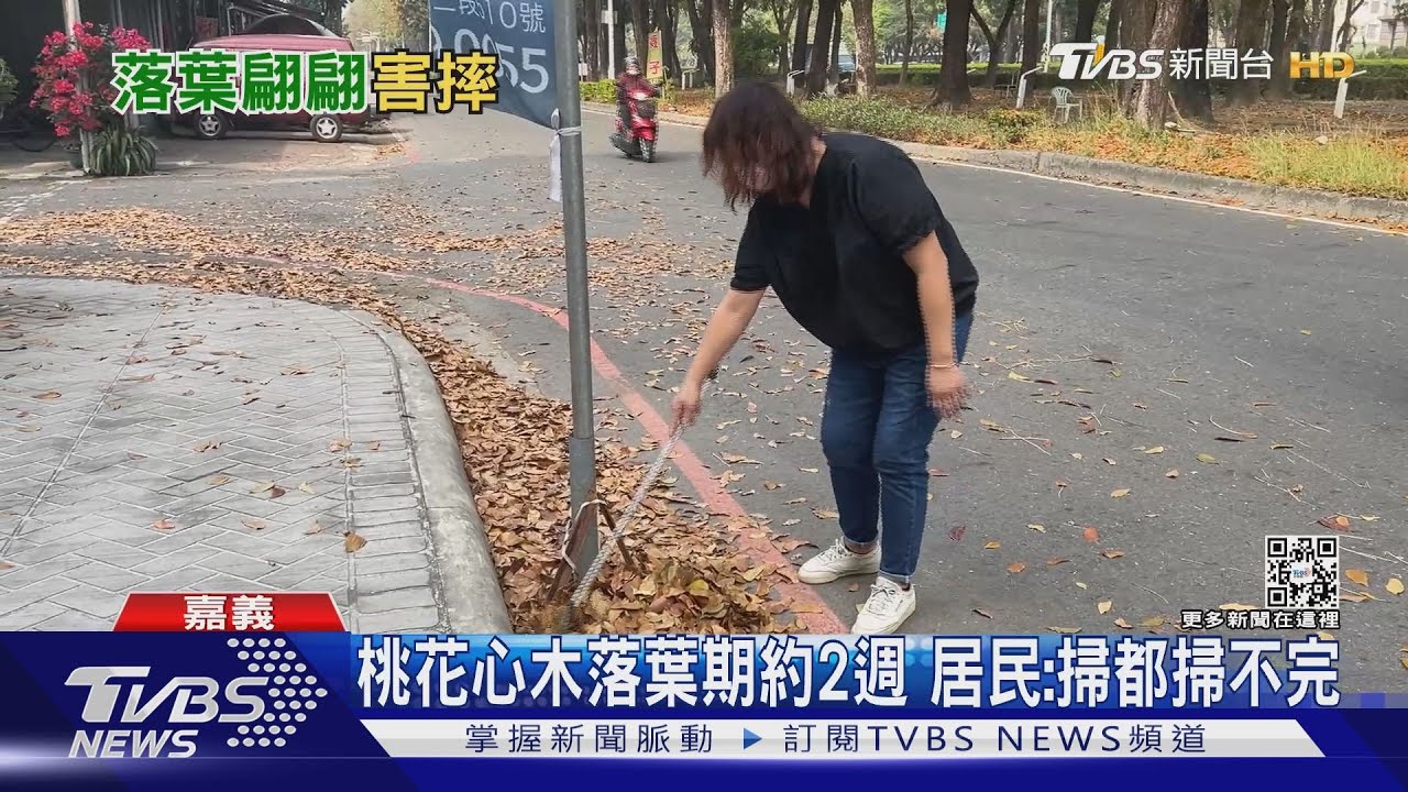 落葉季!分隔島桃花心木落葉狂掉 機車頻打滑重摔