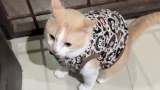 Download lagu Pororo wakes up and asks to play, but gets angry because he's not allowed #pororo #pororocats #cu... mp3