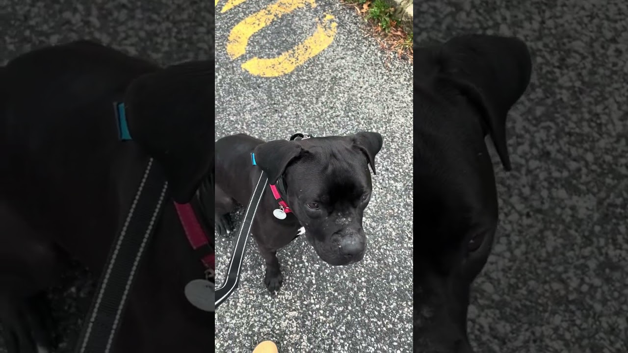 Ozone, a Adoptable Mixed Breed in Hampton Bays, NY video 6/6
