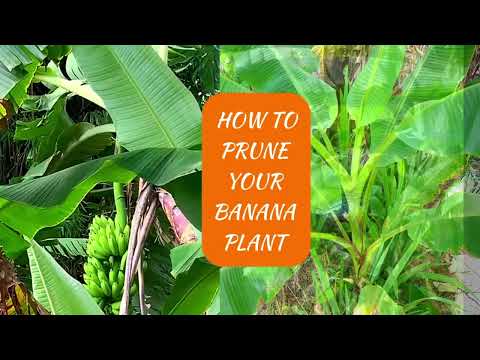 How To Prune (Trim)Banana Trees