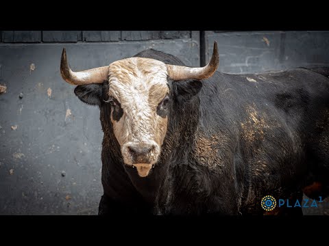 Sorteados los novillos de la cita del 4 de mayo en Las Ventas