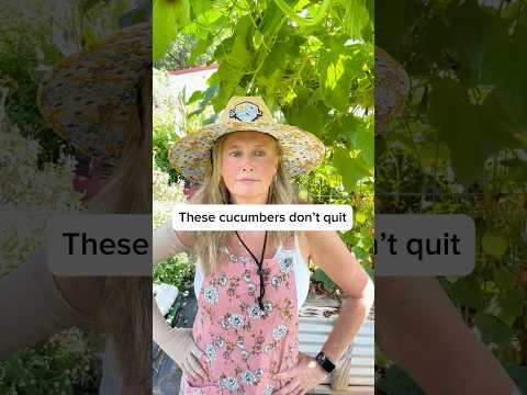 Lemon cucumbers keep thriving in the heat #growagarden #parkerpastures #gardeningforbeginners