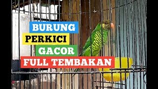 Download lagu Burung Perkici Gacor Full Tembakan,Cocok Untuk Masteran mp3 Download lagu Burung Perkici Gacor Full Tembakan,Cocok Untuk Masteran mp3