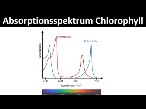 Chlorophyll - Absorption spectrum and action spectrum (photosynthesis) - Biology, upper secondary...