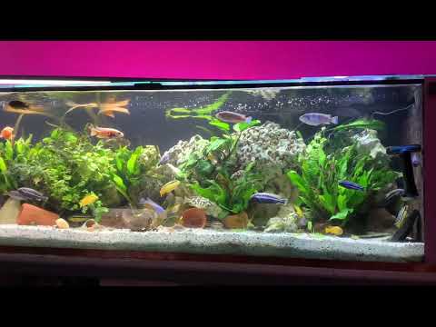 1000 l Malawibecken – Aquarium