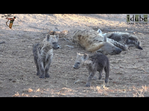 Watching Hyenas Again! Part 2