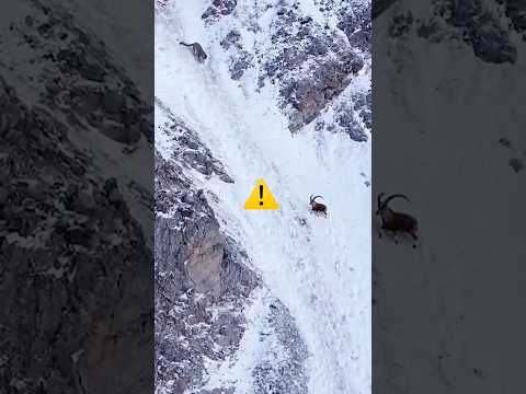 Snow Leopard Meets a Wild Charging Ibex on the Descent! 🐾⚡내려오던 눈표범, 미친 산양과 정면 충돌!#snowleopards