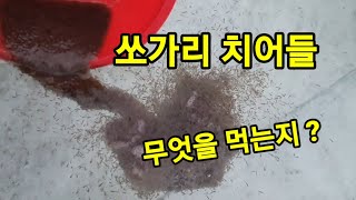 어린 쏘가리 어떻게 자라는지 뻥뛰기 하면?