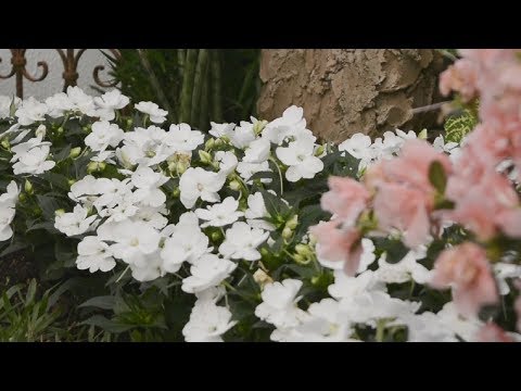 Plantas de fácil cultivo podem dar um charme especial a decoração