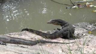 preview picture of video 'Wild Life in Middle of the City, Singapore: Monitor Lizards and a Turtle Part 1'