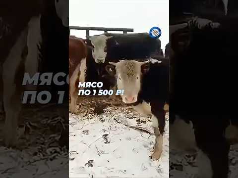 Цены на говядину улетели в космос!