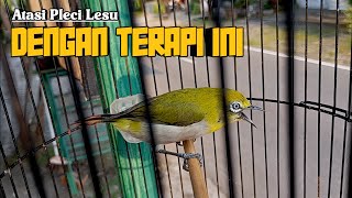 Download lagu SANGAT AMPUH ‼️ Terapi Pleci Ombyokan Bikin Ngeriwik Kasar Pleci Monty Bahan mp3