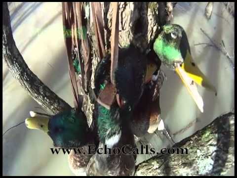 Echo Boys Huntin' Mallards In The Buckbrush