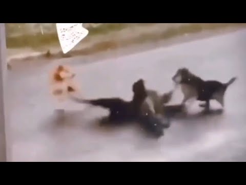 Орлан белохвостый напал на собаку 😱😱😱 история про охоту на лисичек 🦊🦊🦊 #орланбелохвост