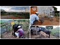 DEPOIS DE ALGUNS DIAS DANDO RAÇÃO FOMOS TIRAR O LEITE DA VACA