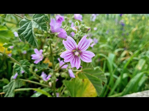 hondroogard cu vene varicoase