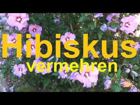 Propagating hibiscus layering hibiscus layering propagating cuttings growing yourself hibiscus ma...